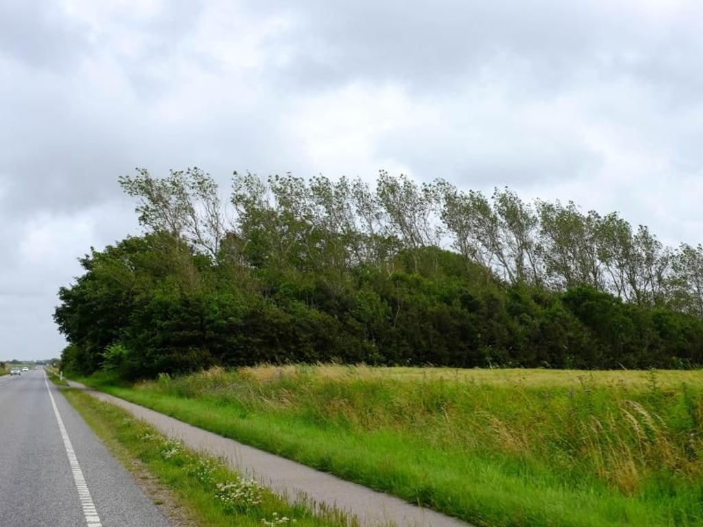 Meist bläst der Wind aus Westen: Die Bäume in Klitmøller sind fast alle nach Osten gebogen. Foto: Inga Kjer