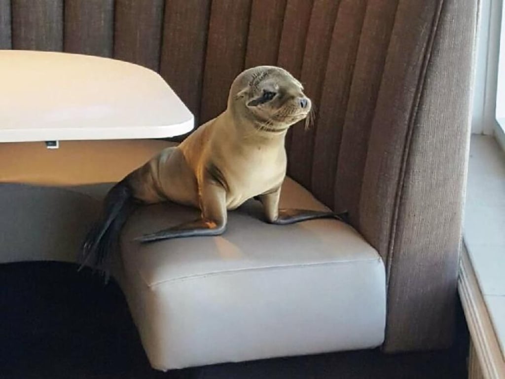 Etwas zu Fressen konnte das Seelöwenbaby hier nicht finden. Foto: Bernard Guillas