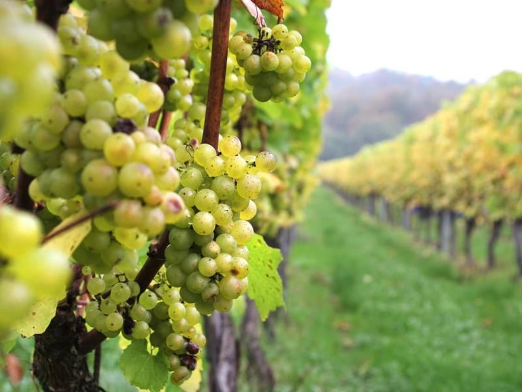 Erntezeit: Die typischen Champagner-Trauben wachsen mittlerweile auch gut in Großbritannien. Foto: Verena Wolff