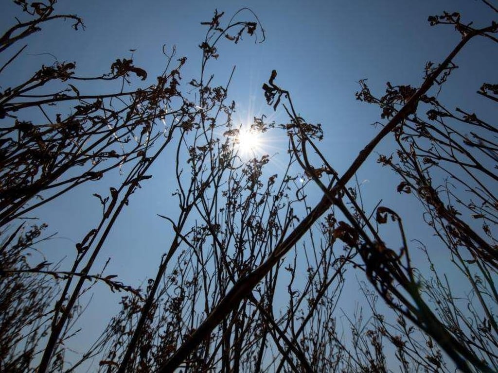 Vertrocknete Pflanzen stehen in der Sonne auf einem Acker. Foto: Sven Hoppe/Archiv