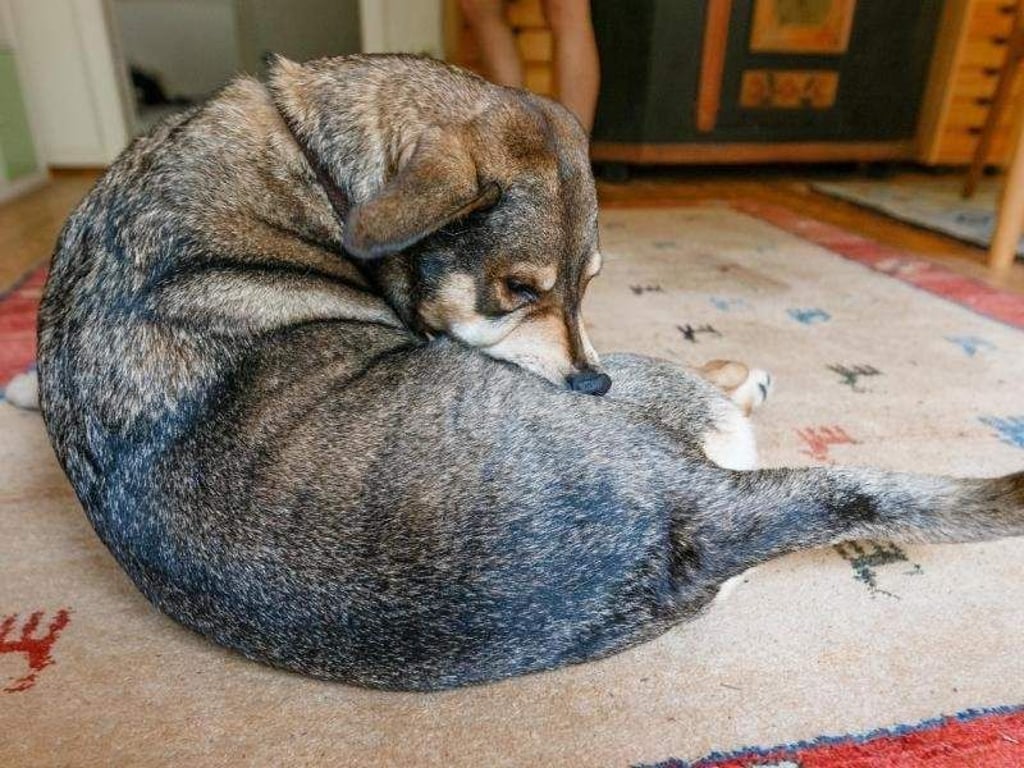 Endloses Kratzen und Jucken: Daran erkennen Halter meist sehr schnell, dass ihr Hund von Flöhen geplagt wird. Foto: Markus Scholz