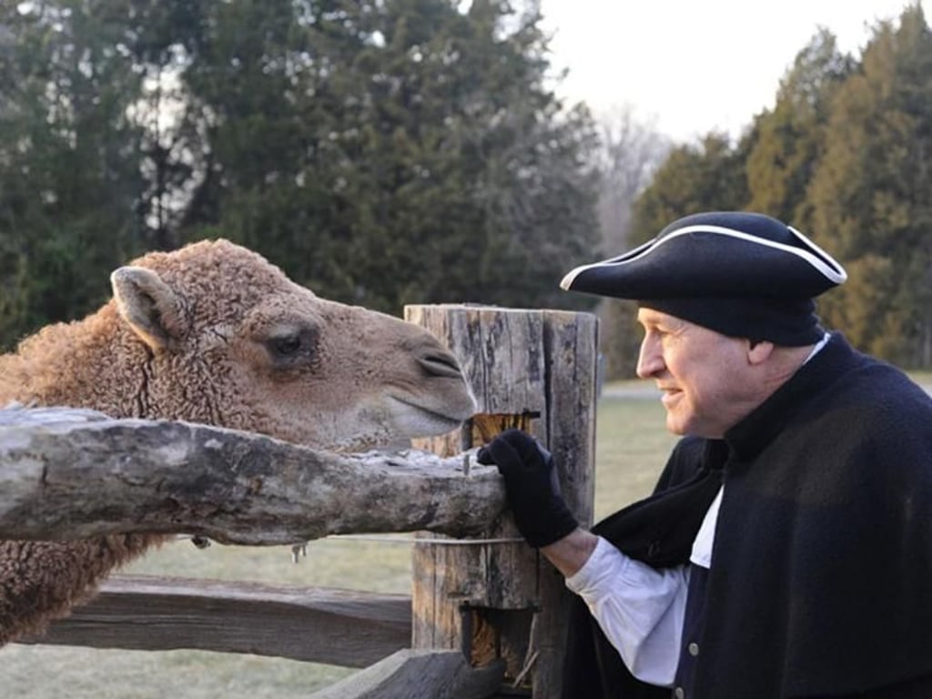 Aladdin heißt das Kamel, das Besucher auf dem Anwesen Mount Vernon treffen können. Schon 1787 besuchte ein Kamel das Wohnhaus von George Washington. Foto: George Washington's Mount Vernon