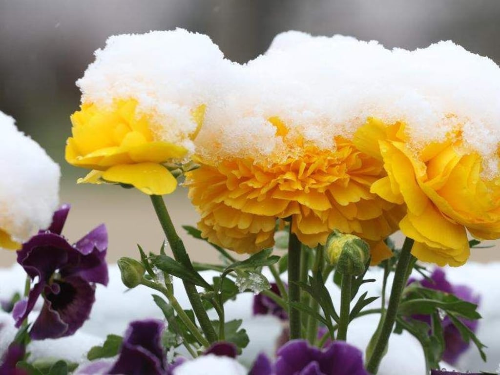 Ranunkeln und Veilchen mit Schneehaube im Bürgerpark Wernigerode. Foto: Matthias Bein