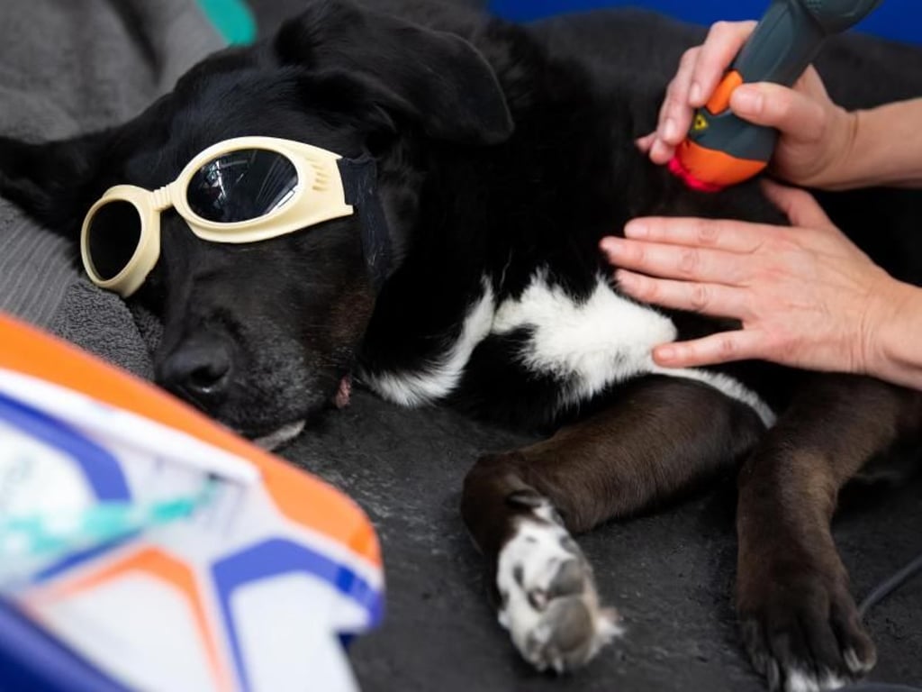 Hündin Rosi trägt während einer Laserbehandlung eine Schutzbrille. Nicht nur Menschen profitieren nach einer Operation oder bei Schmerzen von Physiotherapie, auch Tieren kann sie helfen. Foto: Sven Hoppe