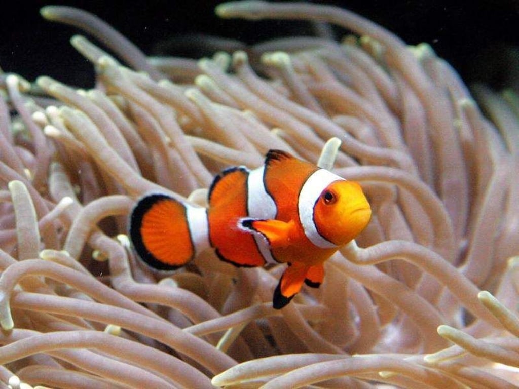 Clownfische pflanzen sich infolge der Erwärmung der Weltmeere weniger fort. Foto: Ahmad Yusni