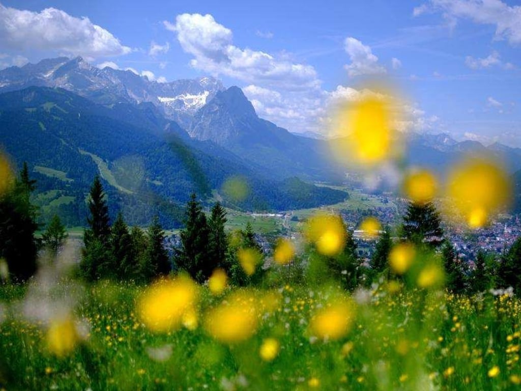 Gelbe Blumen blühen auf einer Wiese am Wank in Garmisch-Partenkirchen. Die Ökosysteme sind seit Jahrzehnten großen Belastungen ausgesetzt. Foto: Sven Hoppe