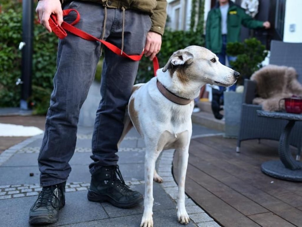 Für Hunde ist es wichtig, feste Bezugspersonen zu haben. Foto: Uwe Anspach