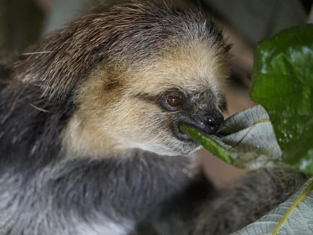 Faultiere sind langsam. Wird Regenwald gerodet, fallen die Tiere einfach zu Boden - und sterben dabei nicht selten. Foto: Steven Hille