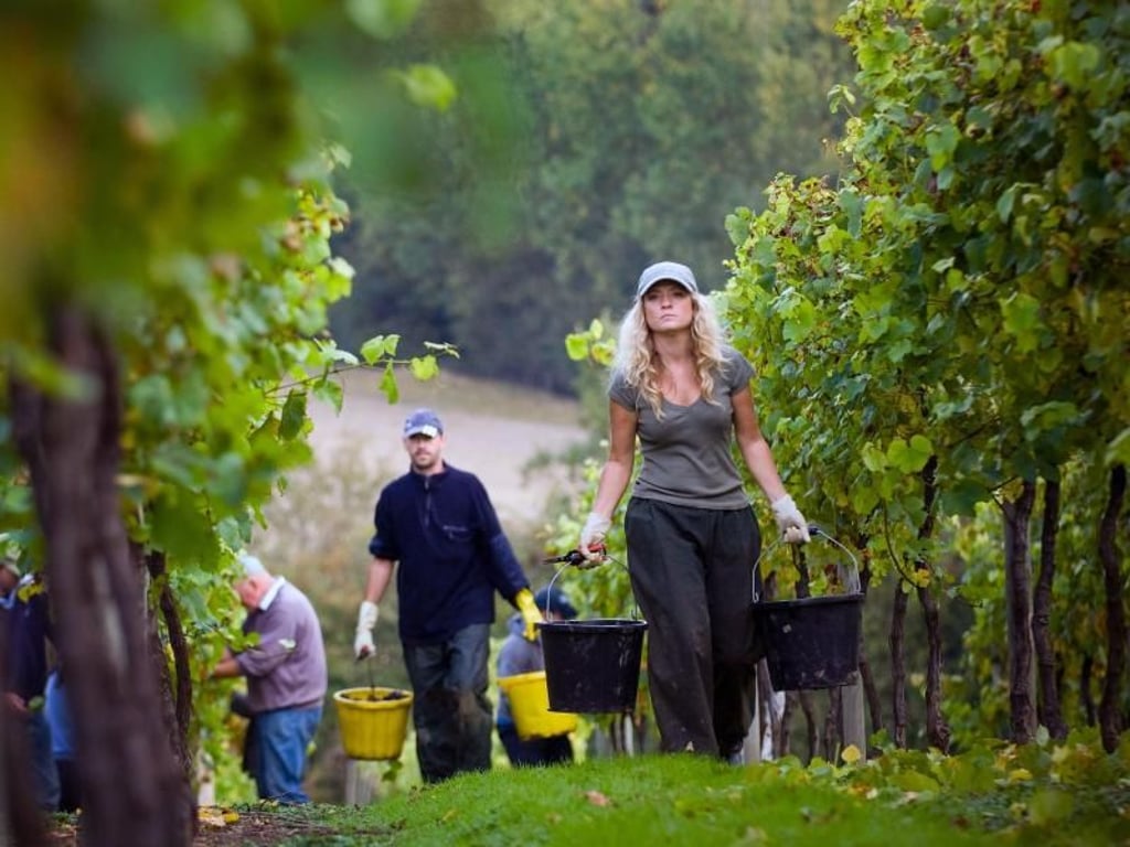 Weinlese in Chapel Down: Der Weinbaubetrieb stellt Weiß-, Rot-, Schaum- und Süßweine her. Foto: Chapel Down/Visit Kent