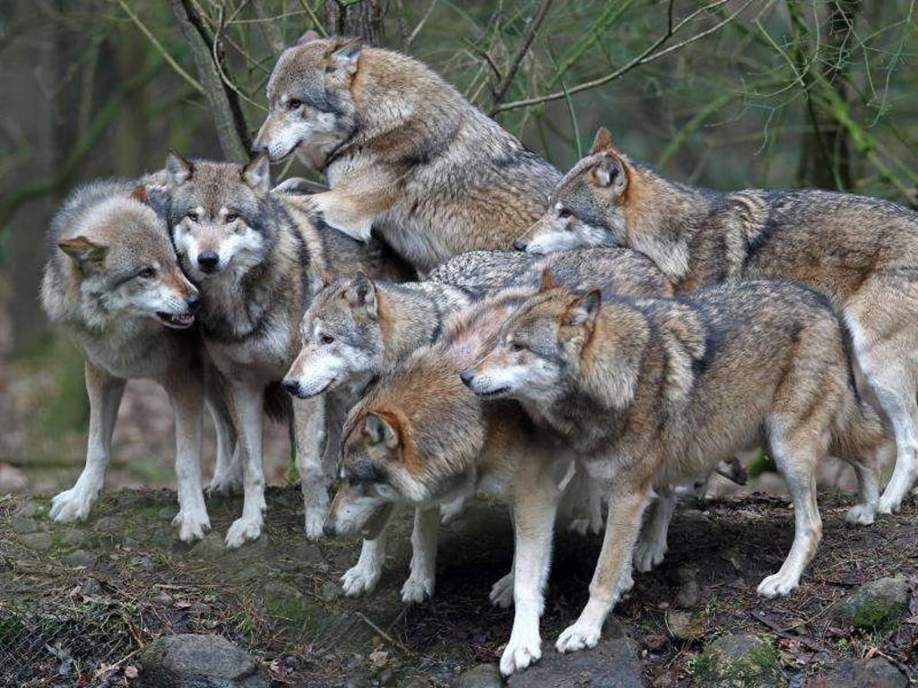 Die Wolfspopulation in Deutschland breitet sich stetig aus. Von Mai 2017 bis April 2018 konnten 60 Rudel, 18 Paare und zwei territoriale Einzeltiere nachgewiesen werden. Foto: Bernd Wüstneck