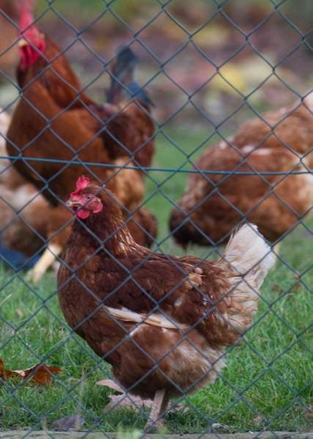 Ein Huhn schaut am 23.11.2014 bei Rambin (Mecklenburg-Vorpommern) durch ein Drahtgitter. In ganz Mecklenburg-Vorpommern gilt ab sofort eine Stallpflicht für sämtliches Nutzgeflügel. Rund 40 000 Halter sind von dem Erlass betroffen, dessen Einhaltung von Veterinärämtern und der Polizei kontrolliert werden soll. In einem Drei-Kilometer-Umkreis um den Fundort einer von H5N8 befallenen Krickente auf der Insel Ummanz stehen die Geflügel-Haltungen seit dem 22.11.2014 unter besonderer Beobachtung. Foto: Stefan Sauer/dpa +++(c) dpa - Bildfunk+++