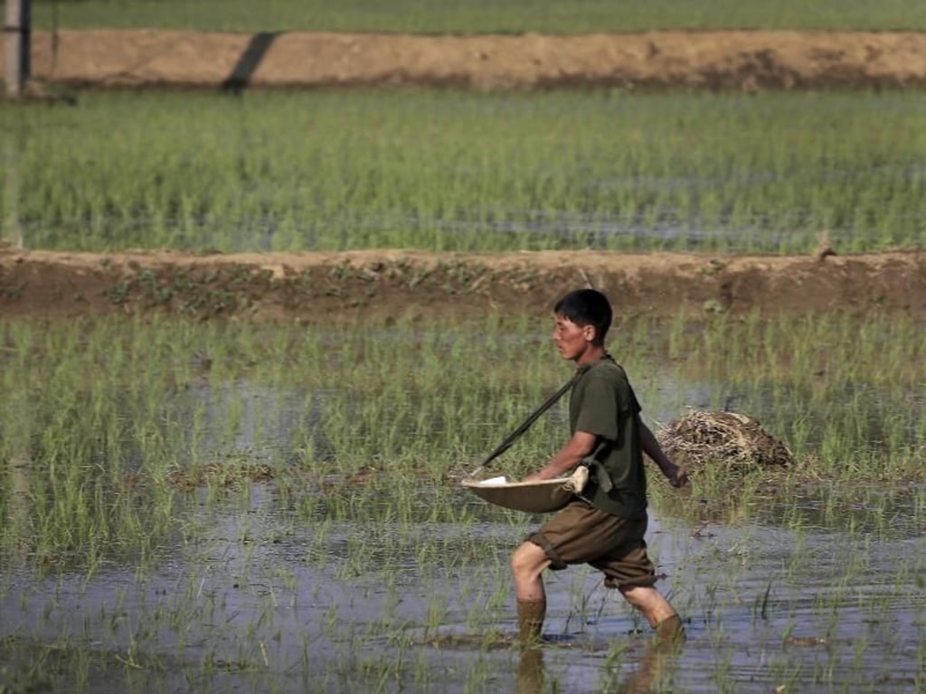 Arbeit auf dem Reisfeld: Nach Missernten fehlen Grundnahrungsmittel in Nordkorea. Foto: Wong Maye-E/AP