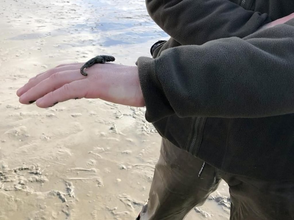 Tadaa: ein Wattwurm. Bewegen tut er sich bei der Kälte zwar nicht. Aber immerhin - es gibt auch im Winter Getier im Watt. Foto: Teresa Nauber