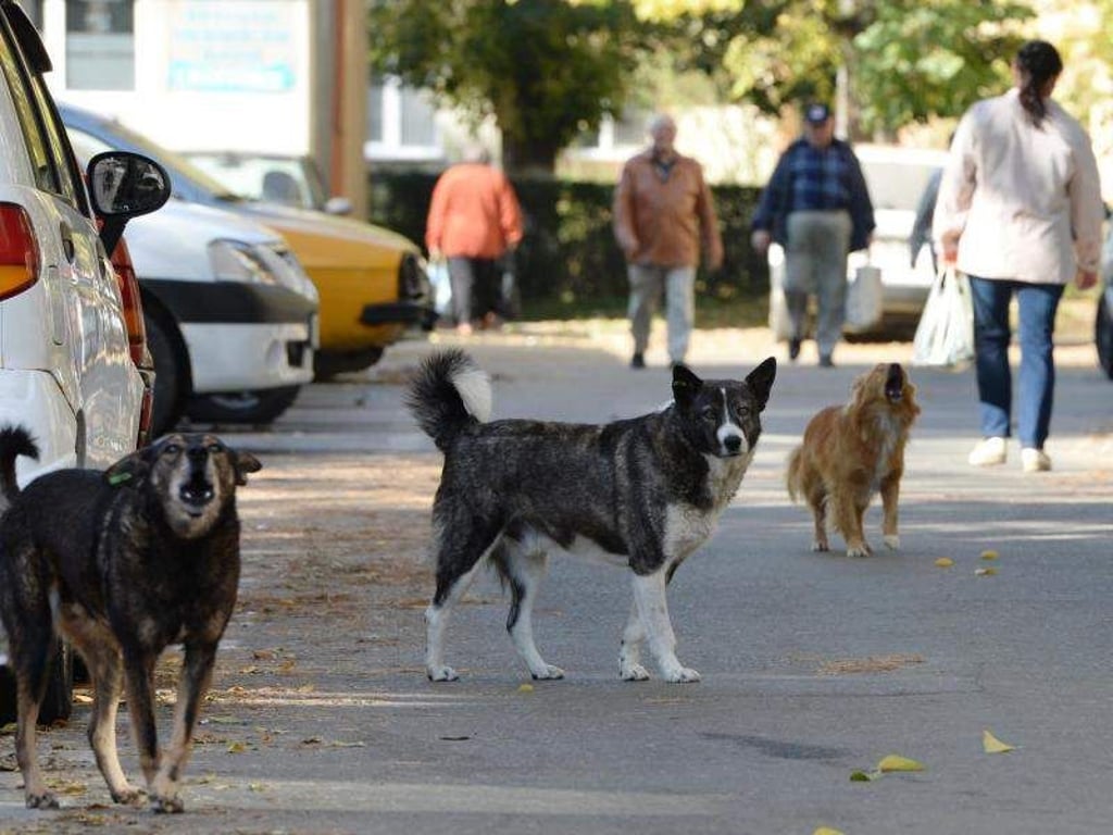 Streunende Hunde, hier in Rumänien, sind oft alles andere als harmlos. Foto: Jens Kalaene