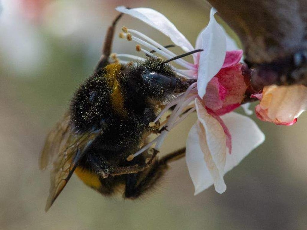 Klaus-Dietmar Gabbert
