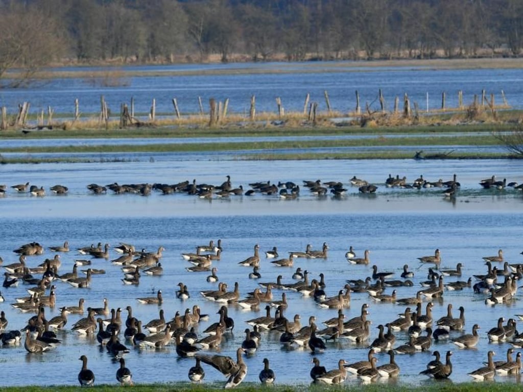 Graugänse schwimmen in Niedersachsen auf einer von der Leine überfluteten Wiese. Foto: Holger Hollemann