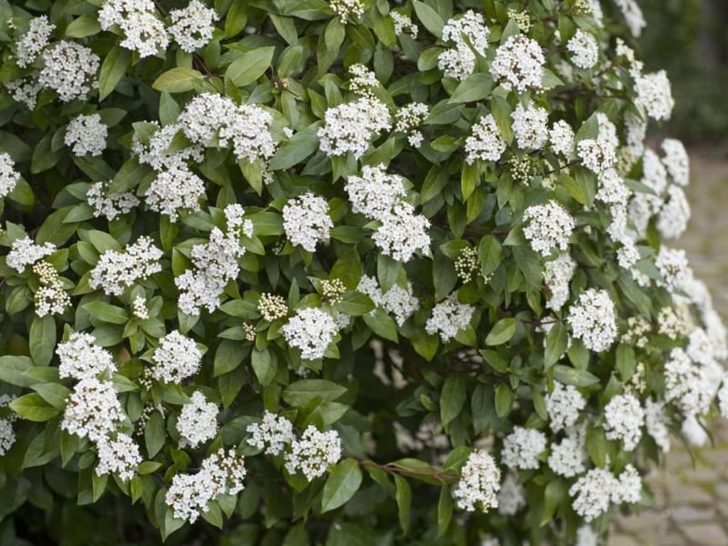 Der Mittelmeer-Schneeball (Viburnum tinus) blüht bei uns normalerweise zwischen März und April. Foto: Marion Nickig