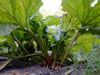Der Rhabarber ist eine robuste Pflanze, aber sie braucht einen sonnigen Standort und nährstoffreichen Boden. Foto: Andrea Warnecke