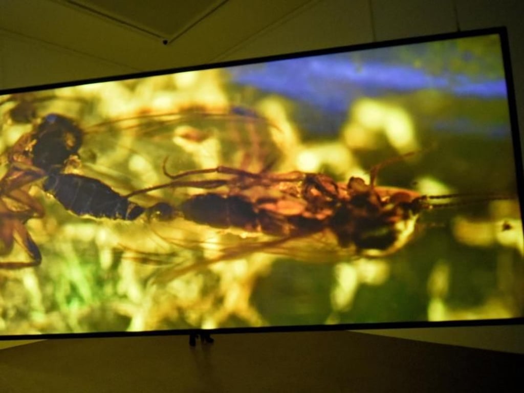 Ein Film mit in Bernstein eingeschlossenen Insekten im Sprengel Museum in Hannover. Foto: Holger Hollemann