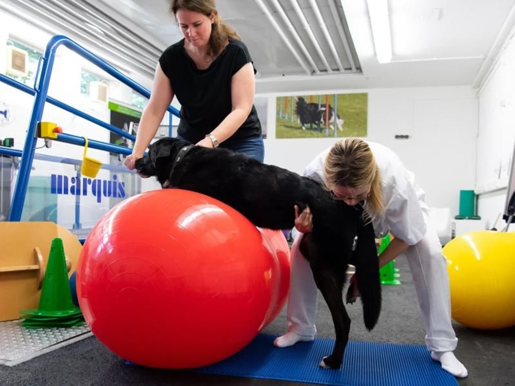 Tierärztin Barbara Esteve Ratsch (r) behandelt in der Kleintierklinik der Ludwig-Maximilians-Universität zusammen mit Hundehalterin Christine Hirschberger im Zentrum für Tiermobilität die Hündin Rosi. Nicht nur Menschen profitieren nach einer Operation oder bei Schmerzen von Physiotherapie, auch Tieren kann sie helfen. Foto: Sven Hoppe