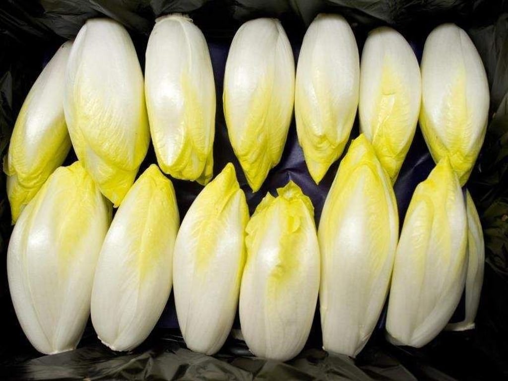 Ob roh oder gekocht: Chicorée schmeckt bitter. Doch genau das macht ihn besonders gesund. Foto: Patrick Pleul