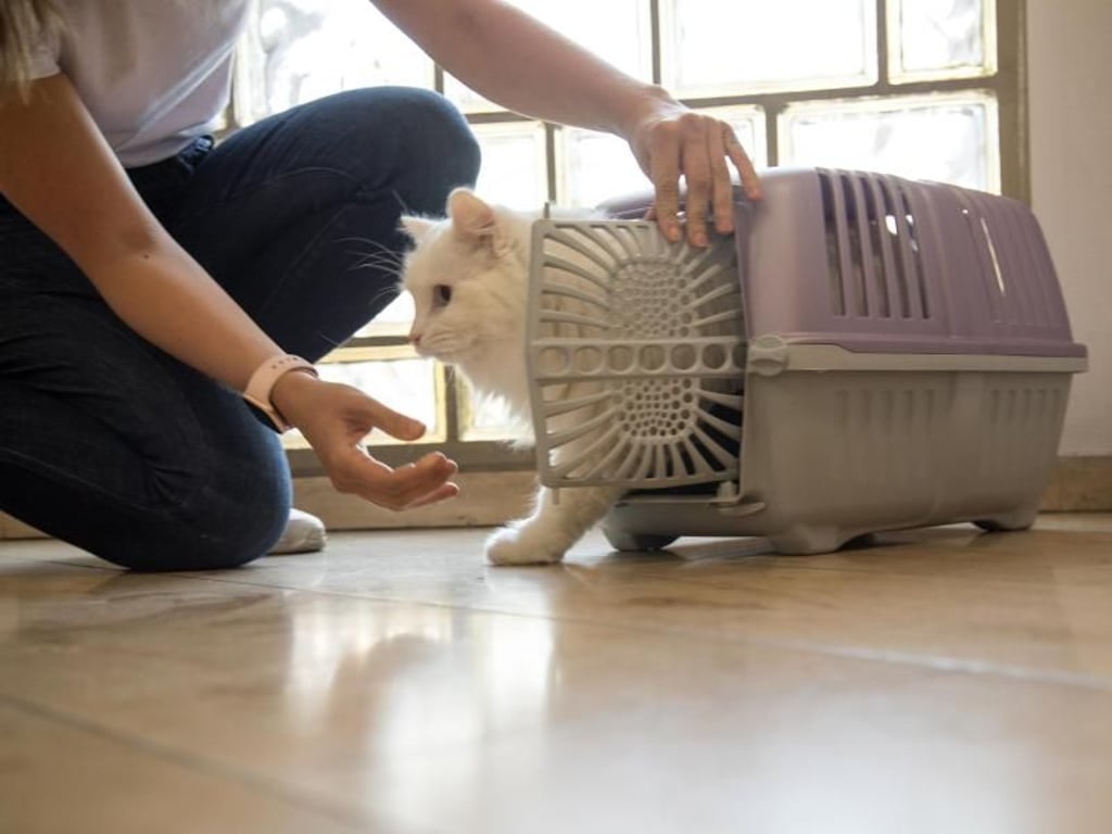 Den Weg ins neue Zuhause sollte die Katze in einem Transportkorb im Auto der Besitzer zurücklegen. Foto: Christin Klose
