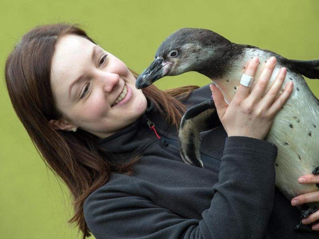 Tierpflegerin Laura Schäfer verabschiedet sich von einem jungen Humboldt-Pinguin. Foto: Patrick Pleul