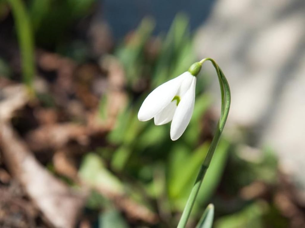 Das Schneeglöckchen trägt noch Zweitnamen: Frühlingsglöckchen oder Hübsches-Februar-Mädchen. Foto: Andrea Warnecke/dpa-tmn