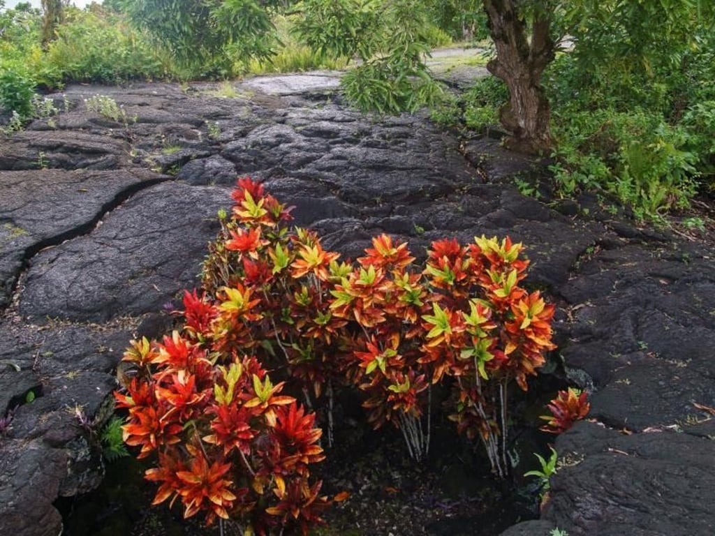 Lavafeld von Saveaula: Bunte Pflanzen sprießen aus dem Boden hervor. Foto: Philipp Laage