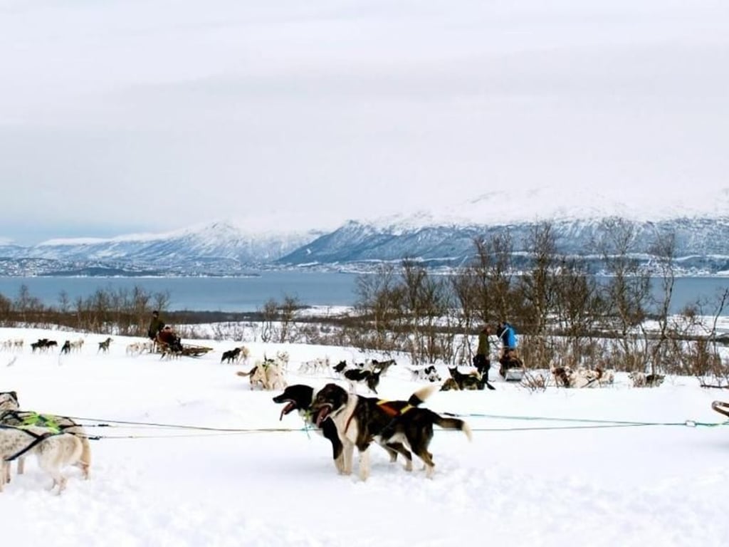 Hundeschlittenfahrten sind nur einer der Urlaubsaktivitäten im norwegischen Winter - so auch in Tromsö. Foto: Chelsea Furlani