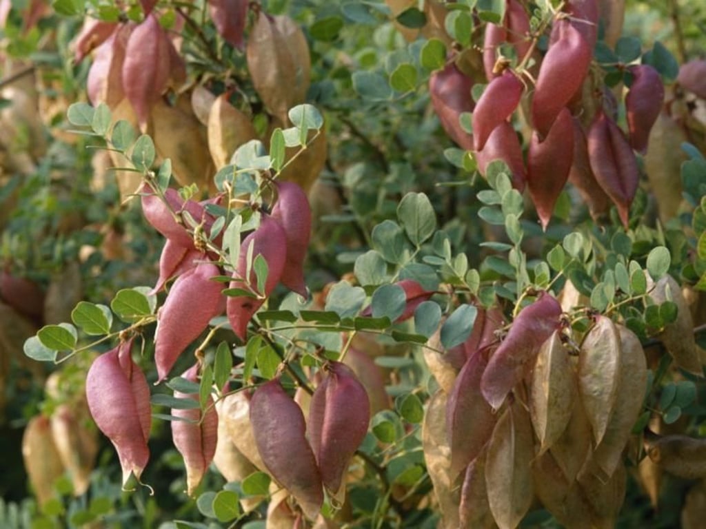 Der Blasenstrauch (Colutea arborescens) bildet im Laufe des Sommers seine auffälligen rotbraunen Hülsenfrüchte aus. Foto: Marion Nickig/dpa-tmn