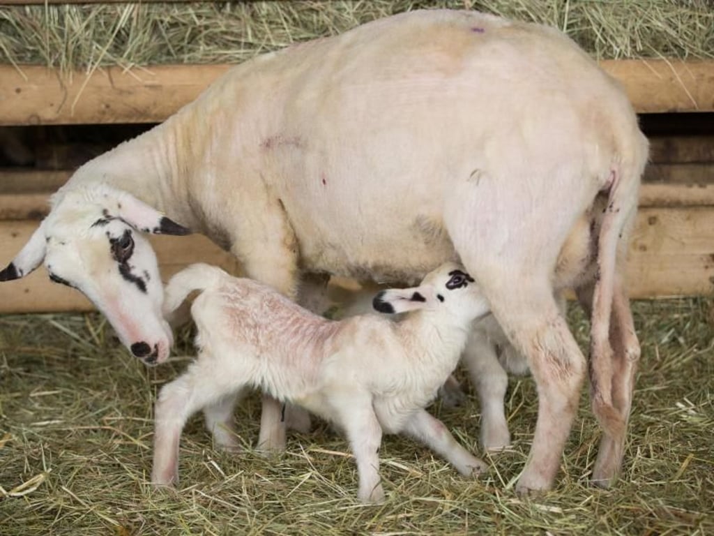 Zum Beruf eines Schäfers gehört die Behütung, die Zucht und die Verwertung von Schafen. Foto: Friso Gentsch