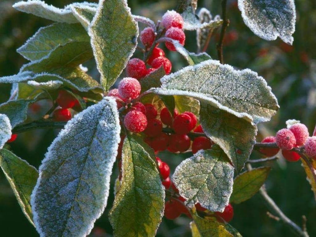 Früher Frost gefällt ihr nicht: Die Amerikanische Winterbeere (Ilex verticillata) verliert ihr Laub im Winter und trägt dann nur noch die roten Beeren. Foto: Marion Nickig