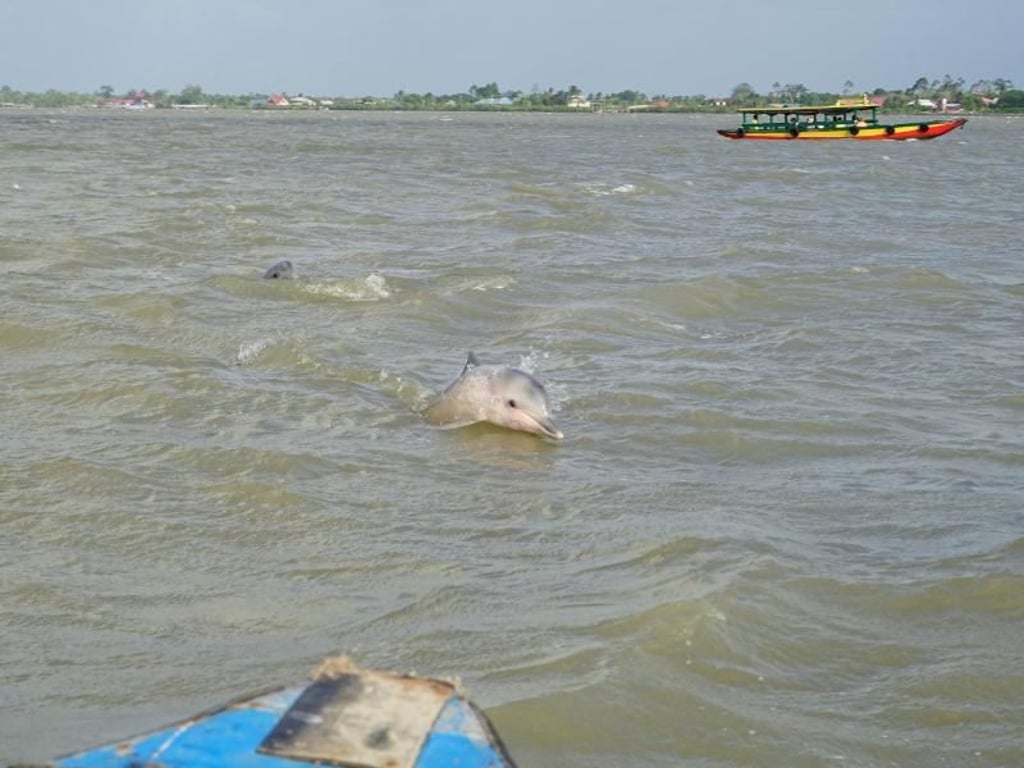 Spektakel in der trüben Brühe: Auf einer Bootstour auf dem Suriname-Fluss lassen sich Guyana-Delfine beobachten. Foto: Steven Hille
