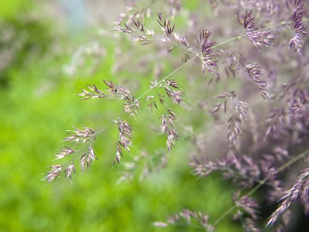 Die Blüten des Hohen Pfeifengras (Molinia arundinacea 'Karl Foerster') sind erst bronzefarben und werden im Herbst dann gelb. Foto: Andrea Warnecke/dpa-tmn