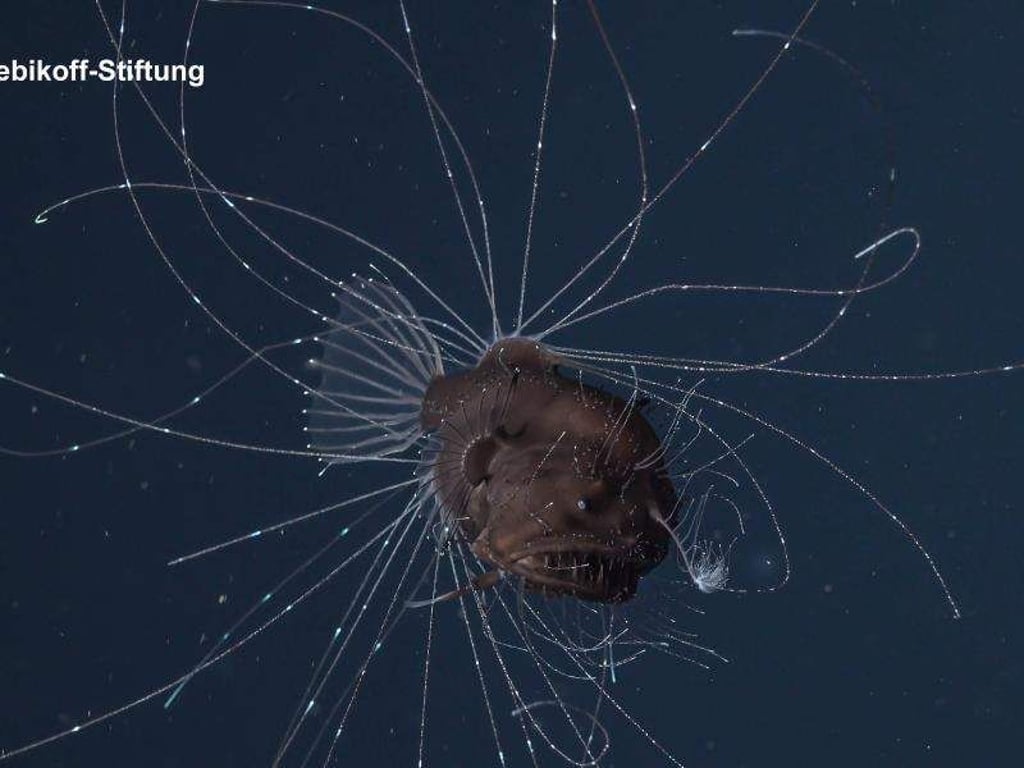 Das undatierte Video-Standbild zeigt einen Tiefsee-Anglerfisch der Familie Caulophrynidae, der auch Fächerflossen-Seeteufel genannt wird. Foto: Rebikoff-Stiftung