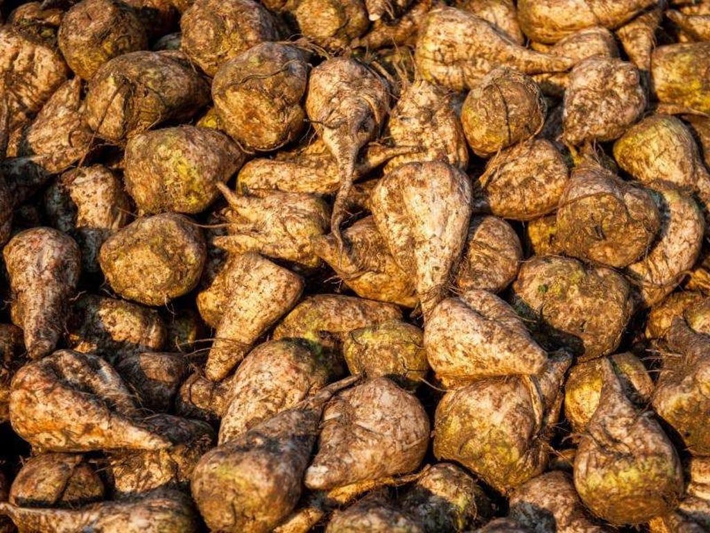 Zuckerrüben liegen nach der Ernte auf einem Berg. Foto: Philipp Schulze/Archiv