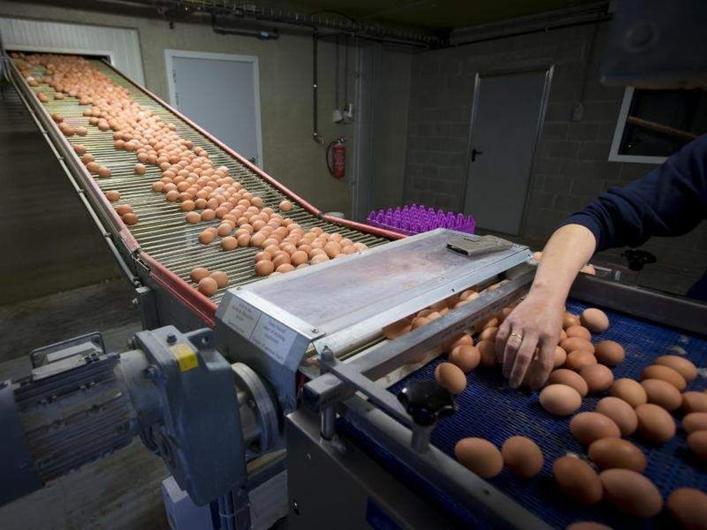 Eier werden auf dem Förderband einer Hühnerfarm in Belgien transportiert. Foto: Kristof Van Accom