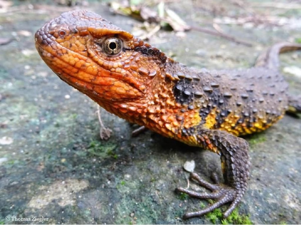 Die Aufnahme zeigt eine vietnamesische Krokodilschwanzdechse (Shinisaurus crocodilurus vietnamensis). Quelle: Thomas Ziegler/WWF Foto: Thomas Ziegler