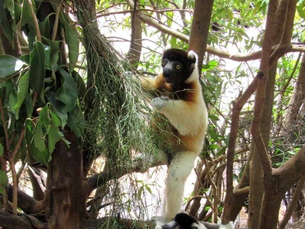 Lemuren sind nur auf Madagaskar zu finden - hier in einem Park in Antananarivo. Foto: Bernd Kubisch