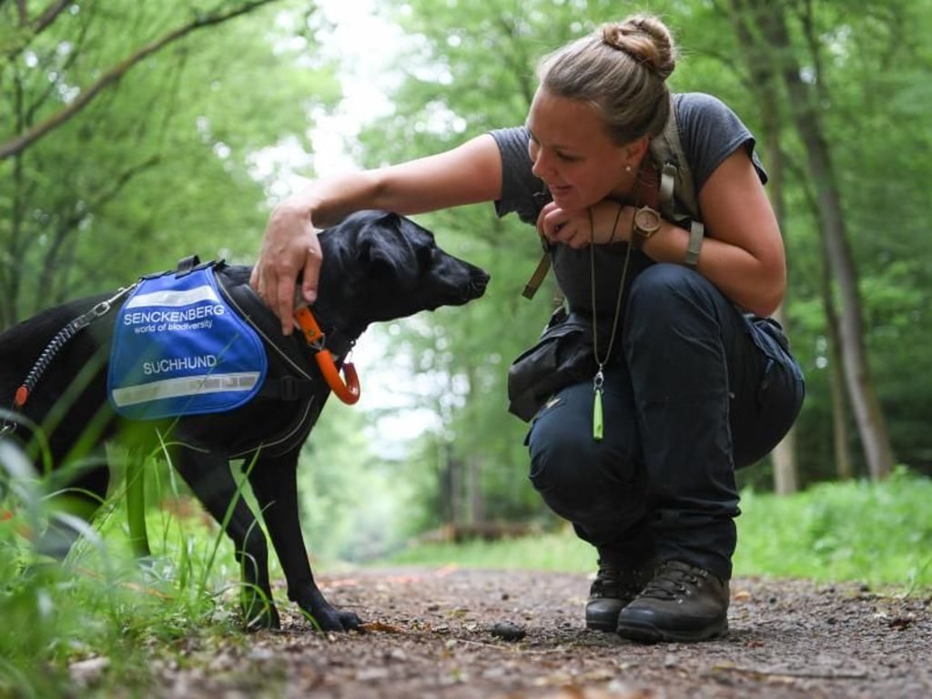 Die wissenschaftliche Mitarbeiterin im Fachgebiet Naturschutzgenetik des Senckenberg-Forschungsinstituts Gelnhausen, streichelt Labradorhündin «Maple» beim Training. Foto: Arne Dedert