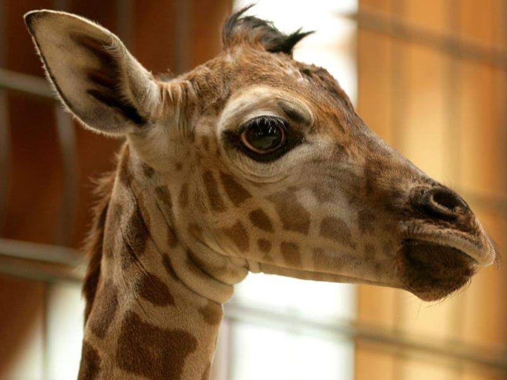 Im Magdeburger Zoo ist vor rund einer Woche völlig überraschend ein Giraffen-Kalb auf die Welt gekommen. Foto: Jens Wolf/dpa/Archiv