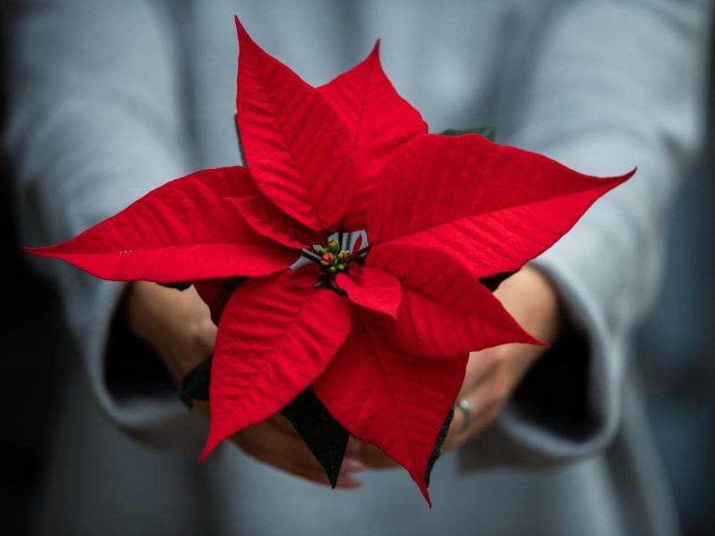Viele Menschen dekorieren ihre Wohnräume im Advent mit einem Weihnachtsstern. Die Pflanze ist allerdings giftig. Foto: Mohssen Assanimoghaddam
