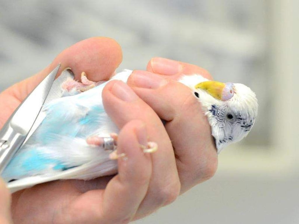 Einen Vogel sollte man nur in die Hand nehmen, wenn es sein muss: Immer vom Rücken her umgreifen. Das Kürzen der Krallen sollte man dem Tierarzt überlassen. Foto: Caroline Seidel