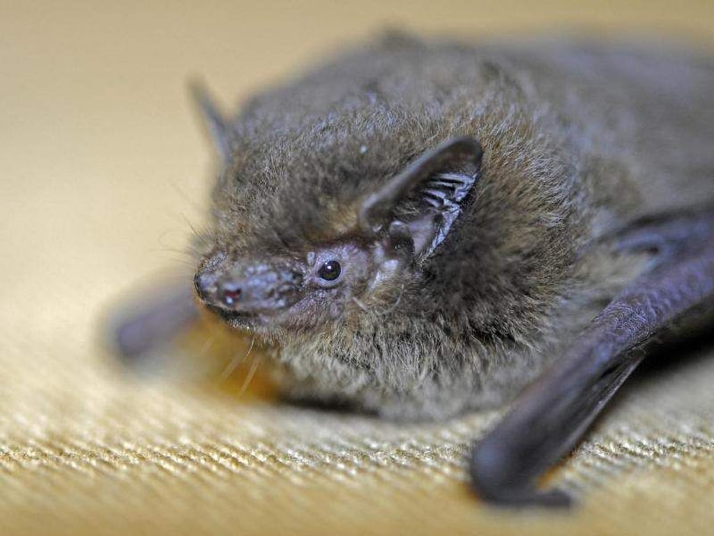 Eine Rauhautfledermaus in Konstanz am Bodensee. Foto: Patrick Seeger/Illustration