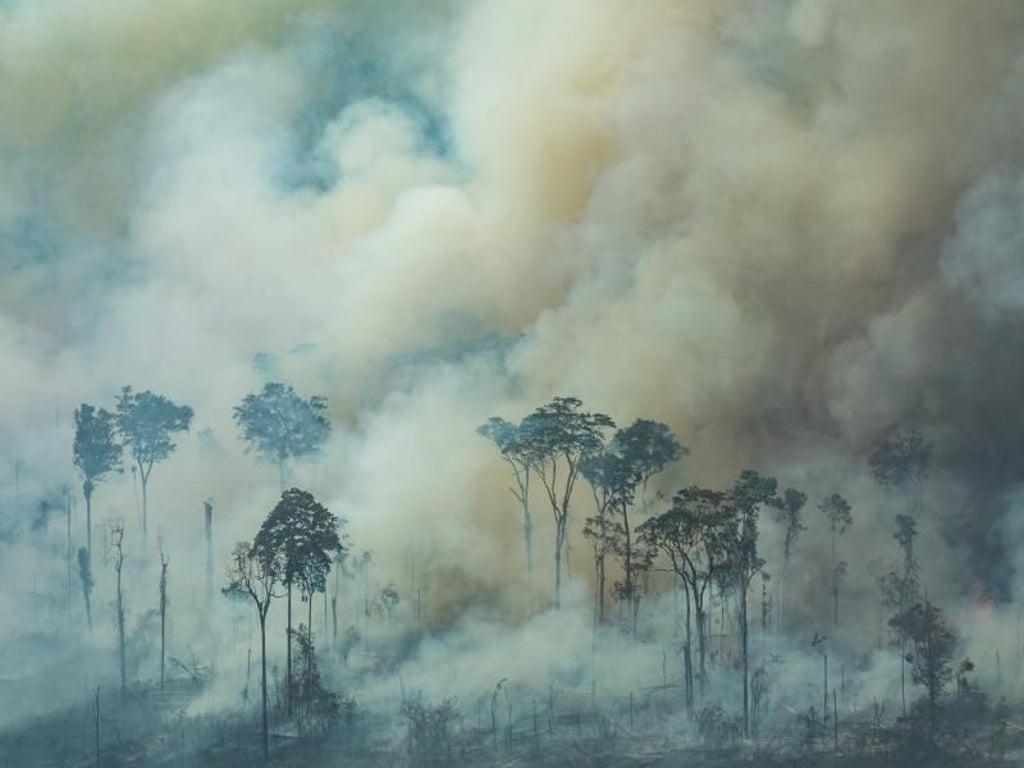 Dichter Rauch steigt bei einem Brand im Amazonasgebiet zwischen den Bäumen auf. Foto: Victor Moriyama/Greenpeace Brazil