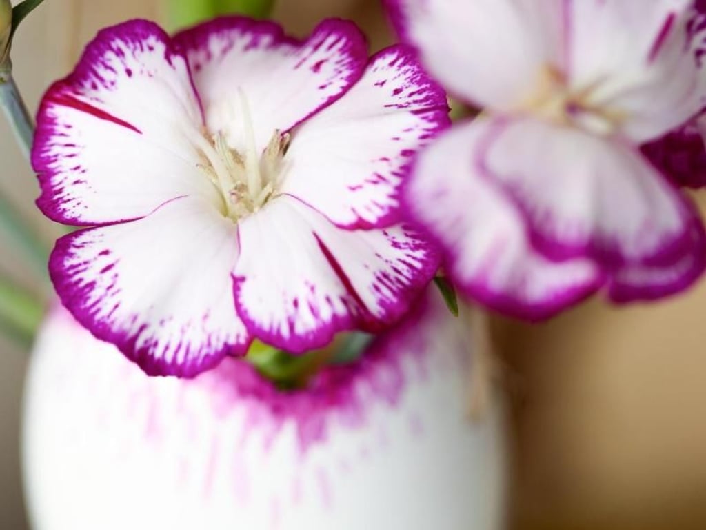 Eierschalen, an Kordeln befestigt und aufgehängt, dienen als kleine Blumenvasen zum Osterfest. Foto: Tollwasblumenmachen.de