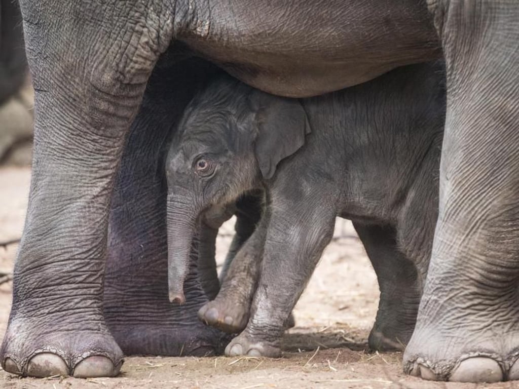 Der neugeborene Elefantenbulle im Tierpark Hagenbeck in Hamburg unter seiner Mutter "Kandy". Foto: Christian Charisius