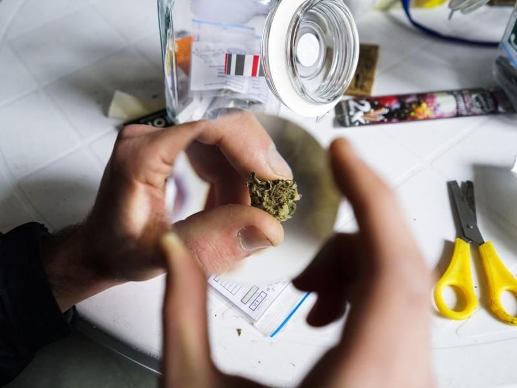 In Uruguay können zwei Sorten Marihuana in Mengen von maximal zehn Gramm die Woche gekauft werden. Foto: Matilde Campodonico