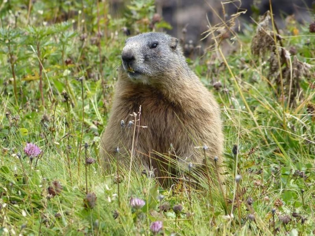 Bewohner der Berge: Murmeltiere sieht man auf der Steinbock-Tour in den Allgäuer Alpen jeden Tag. Foto: Florian Sanktjohanser